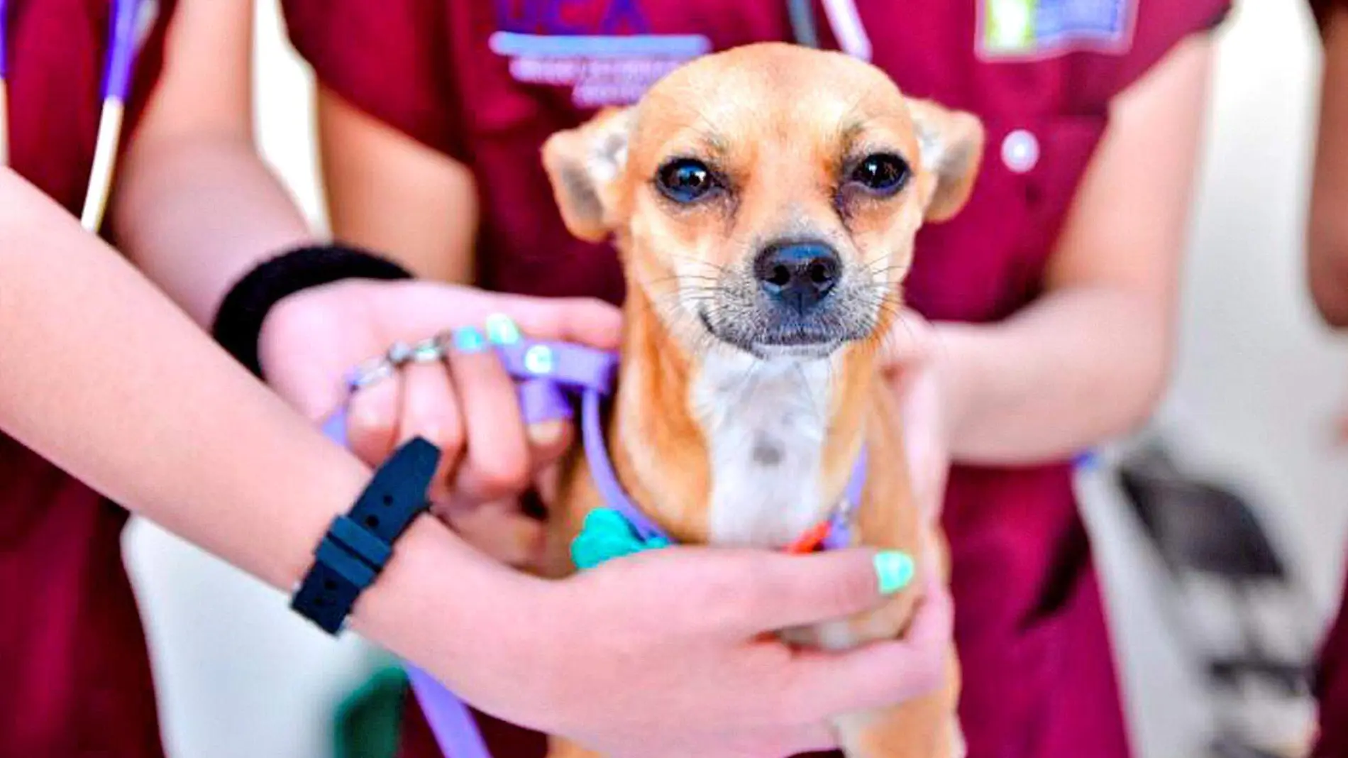 esterilizacion mascotas perrito